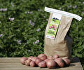 Aardappelen van de groninger klei
