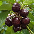 Kersen