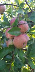 Fuji appel