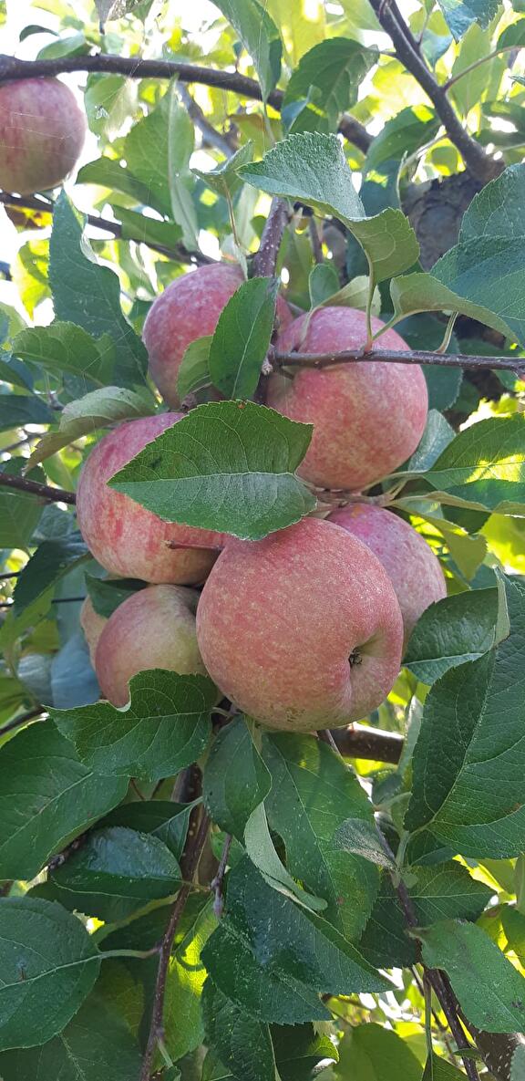 Fuji appel