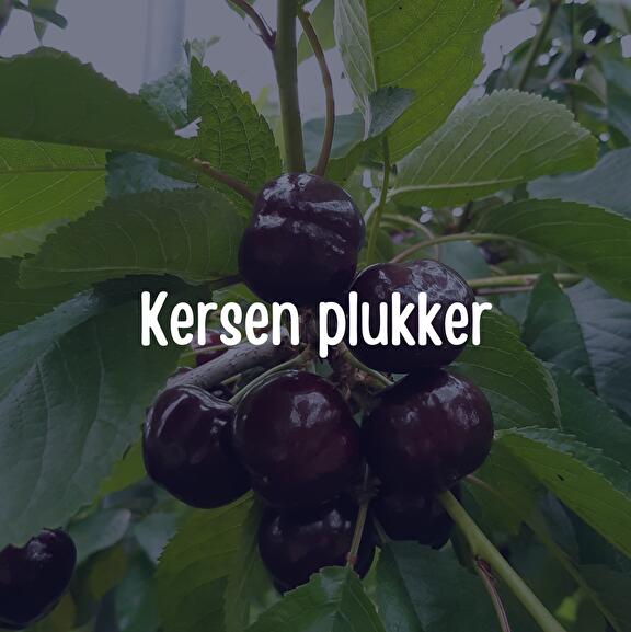 kersen plukken ol diek