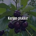 kersen plukken ol diek