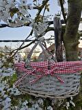 Bloesempicknick