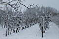 boomgaard in de winter