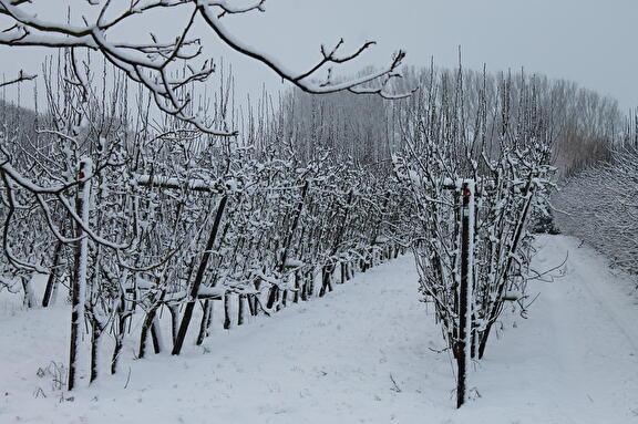boomgaard in de winter
