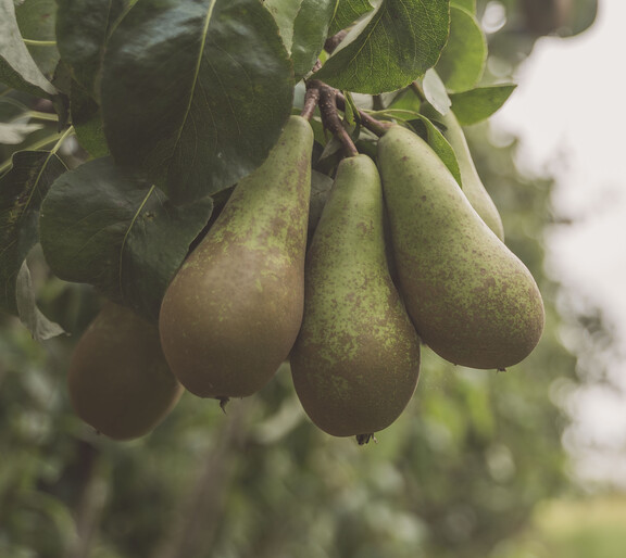 Peren 