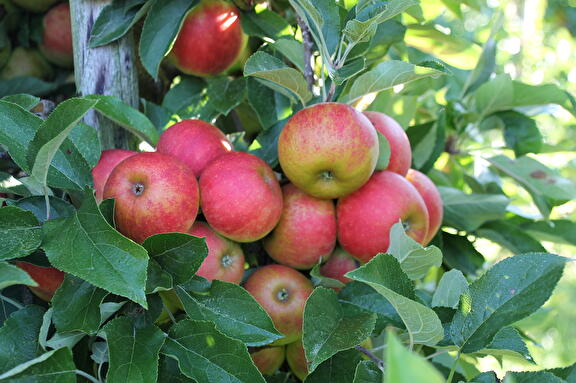 Voorvertonings afbeelding: Goudreinet appel