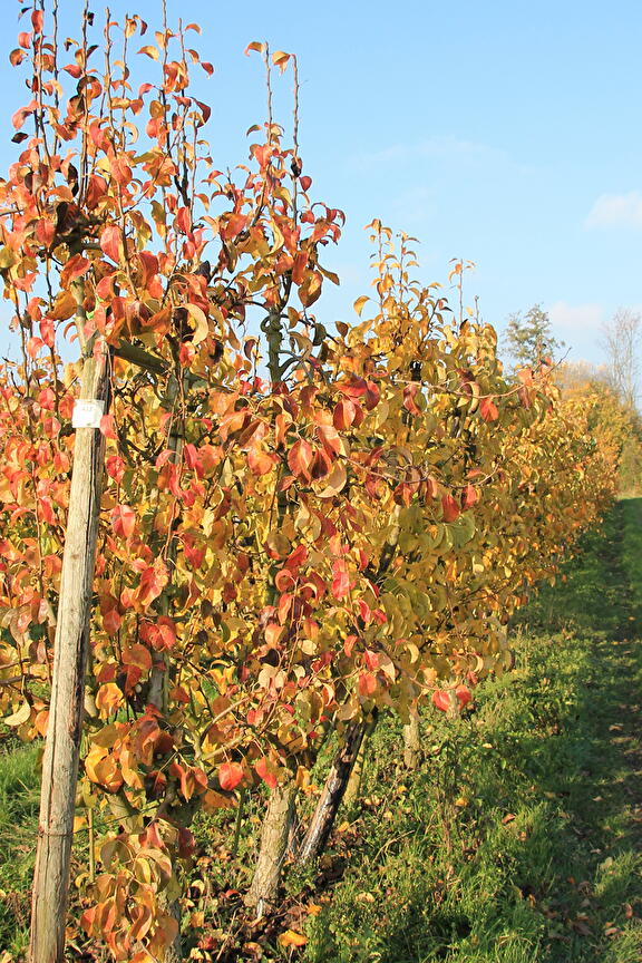 boomgaard in de herfst
